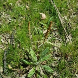 Plantago varia at Isaacs Ridge Offset Area - 11 Oct 2016