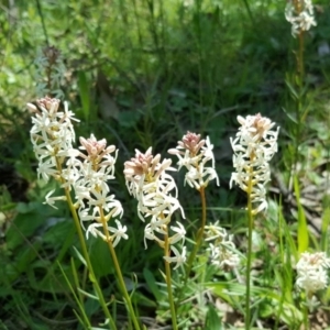 Stackhousia monogyna at Jerrabomberra, ACT - 11 Oct 2016