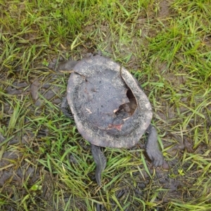 Chelodina longicollis at Gungahlin, ACT - 9 Oct 2016