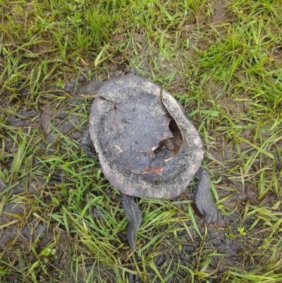 Chelodina longicollis (Eastern Long-necked Turtle) at Gungahlin, ACT - 9 Oct 2016 by GarethQ