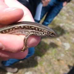 Ctenotus robustus (Robust Striped-skink) at Molonglo River Reserve - 11 Oct 2016 by GarethQ