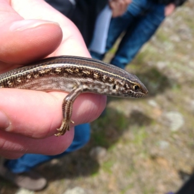 Ctenotus robustus (Robust Striped-skink) at Coombs, ACT - 11 Oct 2016 by GarethQ