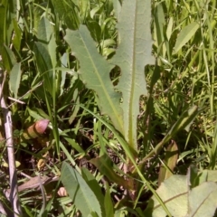 Lactuca serriola f. serriola (Prickly Lettuce) at Isaacs Ridge Offset Area - 10 Oct 2016 by Mike