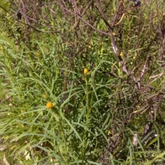 Xerochrysum viscosum (Sticky Everlasting) at Jerrabomberra, ACT - 10 Oct 2016 by Mike