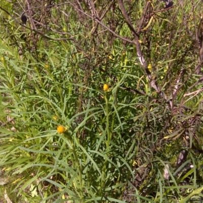 Xerochrysum viscosum (Sticky Everlasting) at Isaacs Ridge and Nearby - 10 Oct 2016 by Mike