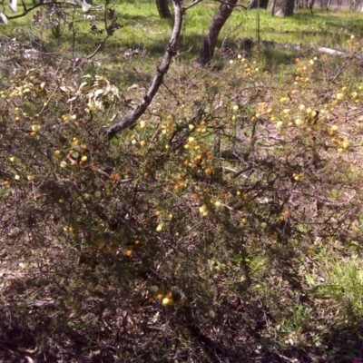 Acacia ulicifolia (Prickly Moses) at Jerrabomberra, ACT - 11 Oct 2016 by Mike