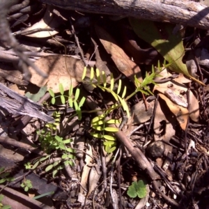 Vicia sp. at Jerrabomberra, ACT - 11 Oct 2016 11:16 AM