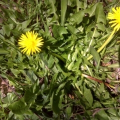 Taraxacum sp. (Dandelion) at Isaacs Ridge and Nearby - 11 Oct 2016 by Mike