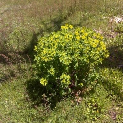 Euphorbia oblongata (Egg-leaf Spurge) at Isaacs Ridge Offset Area - 11 Oct 2016 by Mike