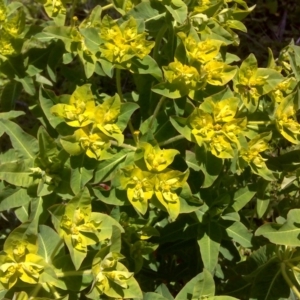 Euphorbia oblongata at Jerrabomberra, ACT - 11 Oct 2016