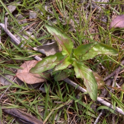 Epilobium ciliatum (A Willow Herb) at Isaacs Ridge and Nearby - 11 Oct 2016 by Mike