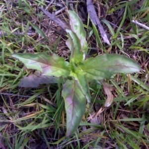 Epilobium ciliatum at Isaacs Ridge Offset Area - 11 Oct 2016 12:31 PM