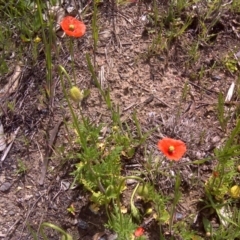 Papaver dubium (Longhead Poppy) at Isaacs Ridge and Nearby - 11 Oct 2016 by Mike