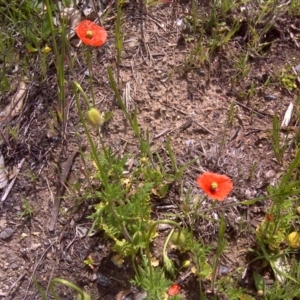 Papaver dubium at Jerrabomberra, ACT - 11 Oct 2016