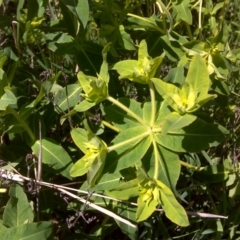 Euphorbia oblongata (Egg-leaf Spurge) at Isaacs Ridge and Nearby - 11 Oct 2016 by Mike