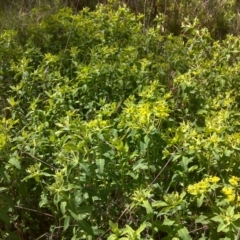 Euphorbia oblongata at Isaacs Ridge Offset Area - 11 Oct 2016 12:35 PM