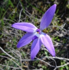 Glossodia major (Wax Lip Orchid) at Black Mountain - 1 Oct 2016 by galah681