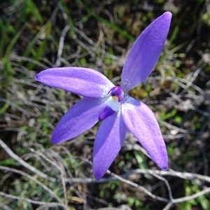 Glossodia major at Point 5204 - 2 Oct 2016