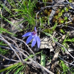 Cyanicula caerulea (Blue Fingers, Blue Fairies) at Canberra Central, ACT - 1 Oct 2016 by galah681