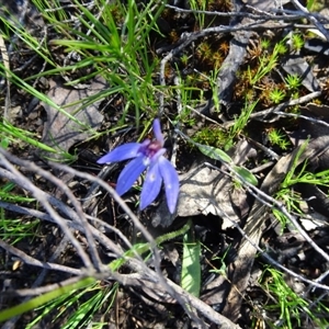 Cyanicula caerulea at Point 5204 - 2 Oct 2016