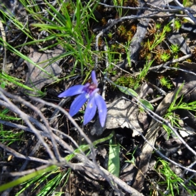 Cyanicula caerulea (Blue Fingers, Blue Fairies) at Black Mountain - 1 Oct 2016 by galah681