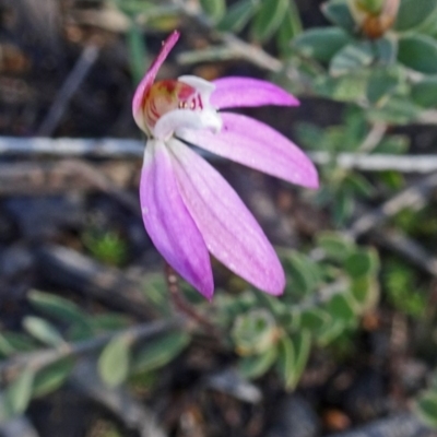 Caladenia fuscata (Dusky Fingers) at Black Mountain - 1 Oct 2016 by galah681