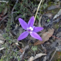 Glossodia major (Wax Lip Orchid) at Black Mountain - 1 Oct 2016 by galah681