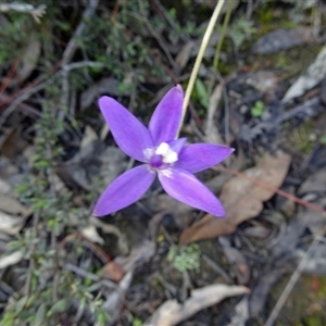 Glossodia major at Point 5204 - 2 Oct 2016