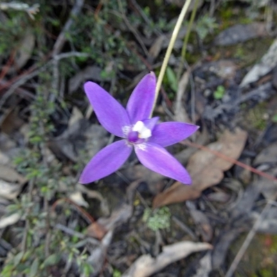 Glossodia major (Wax Lip Orchid) at Canberra Central, ACT - 1 Oct 2016 by galah681