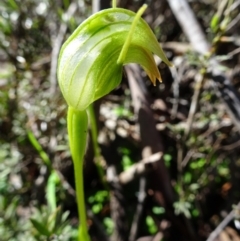 Pterostylis nutans (Nodding Greenhood) at Black Mountain - 1 Oct 2016 by galah681