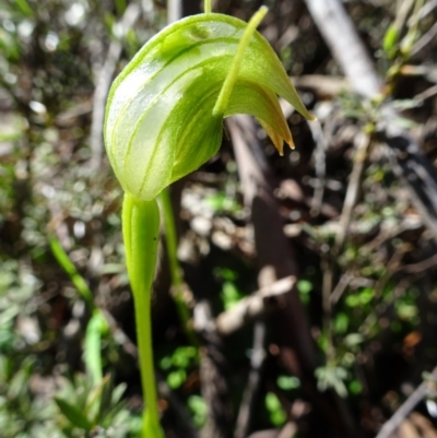 Pterostylis nutans (Nodding Greenhood) at Point 5204 - 1 Oct 2016 by galah681