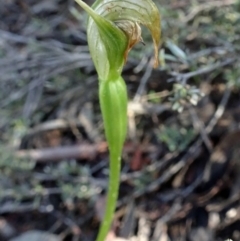 Pterostylis pedunculata (Maroonhood) at Point 5204 - 1 Oct 2016 by galah681