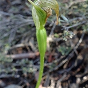 Pterostylis pedunculata at Point 5204 - suppressed