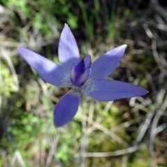 Glossodia major (Wax Lip Orchid) at Black Mountain - 1 Oct 2016 by galah681