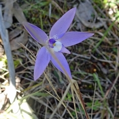 Glossodia major at Point 20 - suppressed