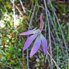 Caladenia fuscata (Dusky Fingers) at Canberra Central, ACT - 2 Oct 2016 by galah681