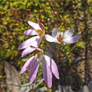 Caladenia fuscata at Point 20 - 2 Oct 2016