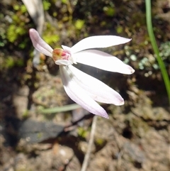 Caladenia fuscata at Point 20 - 2 Oct 2016