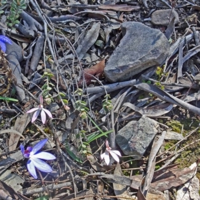 Cyanicula caerulea (Blue Fingers, Blue Fairies) at Black Mountain - 2 Oct 2016 by galah681