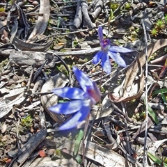 Cyanicula caerulea at Point 20 - 2 Oct 2016