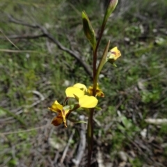 Diuris nigromontana (Black Mountain Leopard Orchid) at Canberra Central, ACT - 2 Oct 2016 by galah681