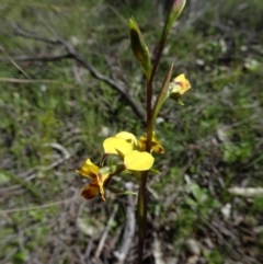 Diuris nigromontana (Black Mountain Leopard Orchid) at Black Mountain - 2 Oct 2016 by galah681