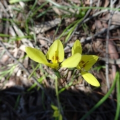 Diuris chryseopsis (Golden Moth) at Kambah, ACT - 2 Oct 2016 by galah681