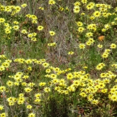 Arctotheca calendula (Capeweed, Cape Dandelion) at Tuggeranong DC, ACT - 4 Oct 2016 by galah681