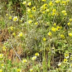 Arctotheca calendula at Tuggeranong DC, ACT - 4 Oct 2016