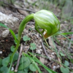 Pterostylis nutans (Nodding Greenhood) at Tidbinbilla Nature Reserve - 17 Sep 2016 by galah681