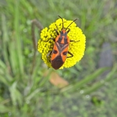 Spilostethus pacificus (Milkweed bug) at Paddys River, ACT - 17 Sep 2016 by galah681