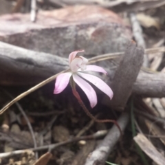Caladenia fuscata (Dusky Fingers) at Point 5818 - 8 Oct 2016 by MattM