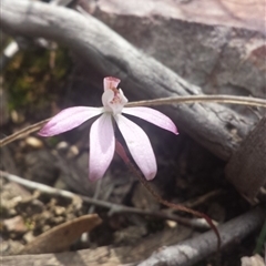 Caladenia fuscata at Point 5818 - 8 Oct 2016