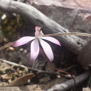 Caladenia fuscata at Point 5818 - 8 Oct 2016